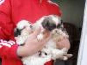 bichon cu pechinez *****n