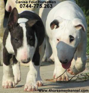 Vand pui Bull Terrier de vanzare