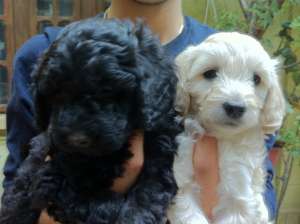 vand pui caniche