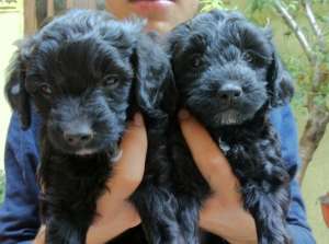 vand pui caniche