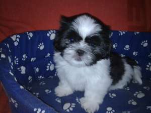 Shihtzu de vanzare