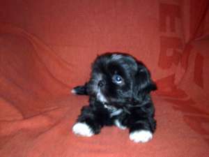 Shihtzu de vanzare