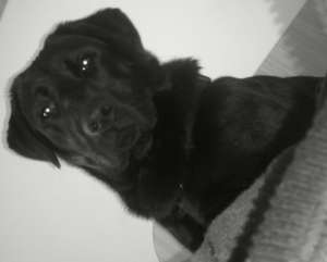 Ofer Labrador Negru mascul pentru imperechere