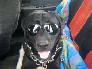 Ofer Labrador Negru mascul pentru imperechere