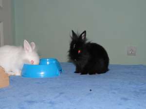 vand IEPURE PITIC DE ANGORA