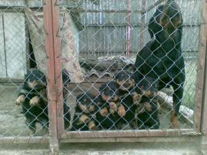 vand pui rottweiler