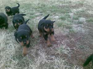 vand pui rottweiler