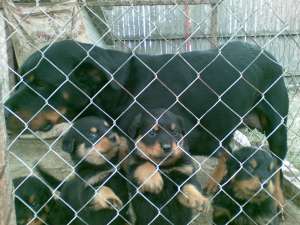 vand pui rottweiler