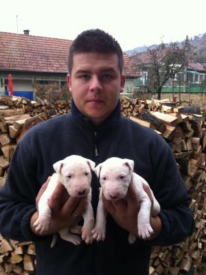 Vand pui bull terrier