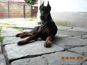 ofer bobermann mascul pt monta