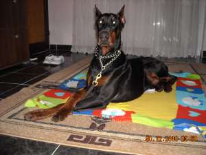 ofer bobermann mascul pt monta