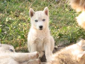 Husky Siberian