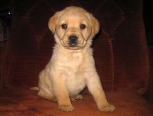 vand pui labrador exceptionali
