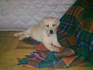 vand pui labrador exceptionali