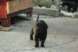 Labradori de vanzare