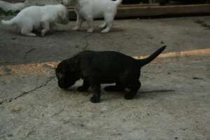 Labradori de vanzare