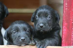 Labradori de vanzare
