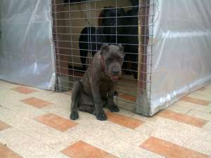 vand mascul cane corso