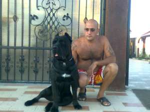 vand mascul cane corso