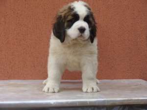 devanzare saint bernard