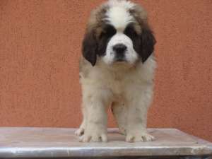 devanzare saint bernard