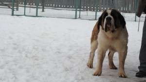 devanzare saint bernard