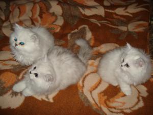 PERSIAN CHINCHILLA DE VANZARE