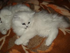 PERSIAN CHINCHILLA DE VANZARE