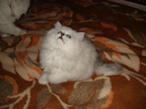 PERSIAN CHINCHILLA DE VANZARE