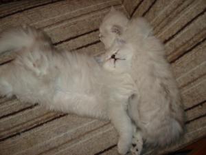 PERSIAN CHINCHILLA DE VANZARE