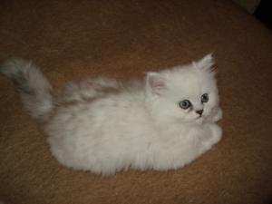 PERSIAN CHINCHILLA DE VANZARE