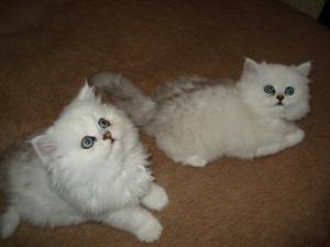 PERSIAN CHINCHILLA DE VANZARE