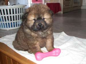 vand catei CHOW CHOW