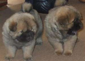 vand catei CHOW CHOW