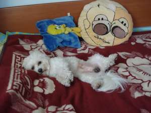 Monta Bichon Maltez