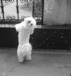 Monta Bichon Maltez