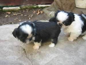 Vand Shih Tzu