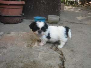 Vand Shih Tzu