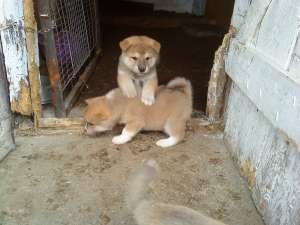 Akita Inu Japonez ,  masculi si femele,  7 saptamani