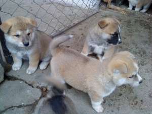 Akita Inu Japonez ,  masculi si femele,  7 saptamani