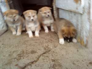 Akita Inu Japonez ,  masculi si femele,  7 saptamani