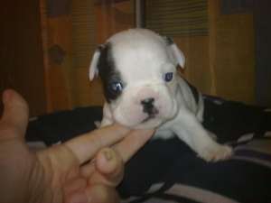 Bulldog Francez