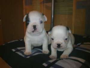 Bulldog Francez