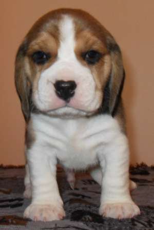 /vand pui beagle cu pedigree.., 