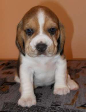 /vand pui beagle cu pedigree.., 