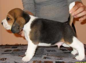 /vand pui beagle cu pedigree.., 