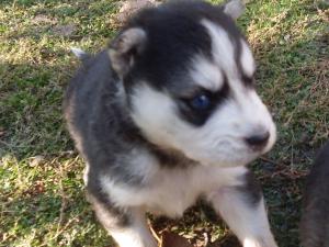 vand pui husky siberian