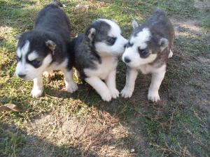 vand pui husky siberian