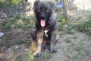 vand mascul ciobanesc caucazian