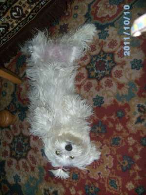 Vind urgent catelusa bichon maltez
